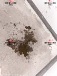 超嫩蘿莉雲集『玉紫醬+甜甜起司桃+貓七小+兔醬』極品翹乳粉穴榨乾你的精華超養眼 貓七小噴泉